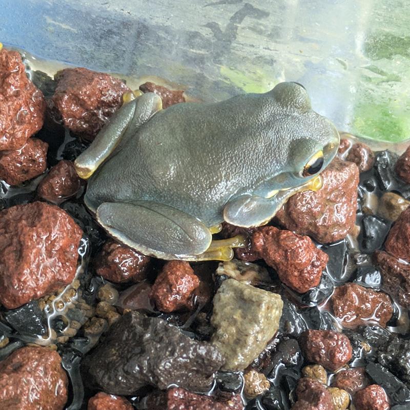 (両生類)色変　モリアオガエル　(約3.5ｃｍ) 1匹_1