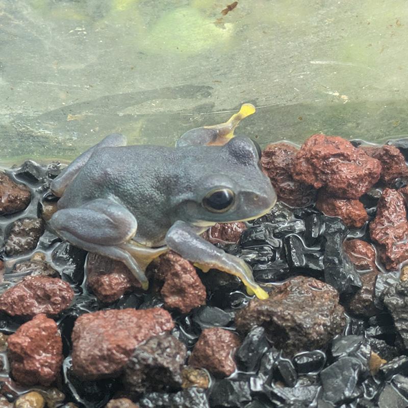 (両生類)色変　モリアオガエル　(約3.5ｃｍ) 1匹_2