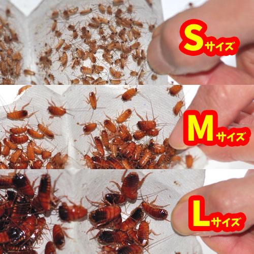 両生類)レッドローチ （Lサイズ）1カップ 【代引き不可】（ゴキブリ