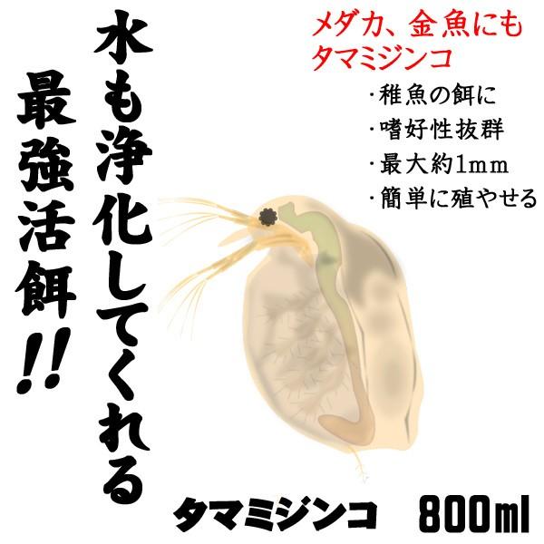 熱帯魚 活餌 オススメ タマミジンコ 増量 800ml 0匹 Segurosaurora Com