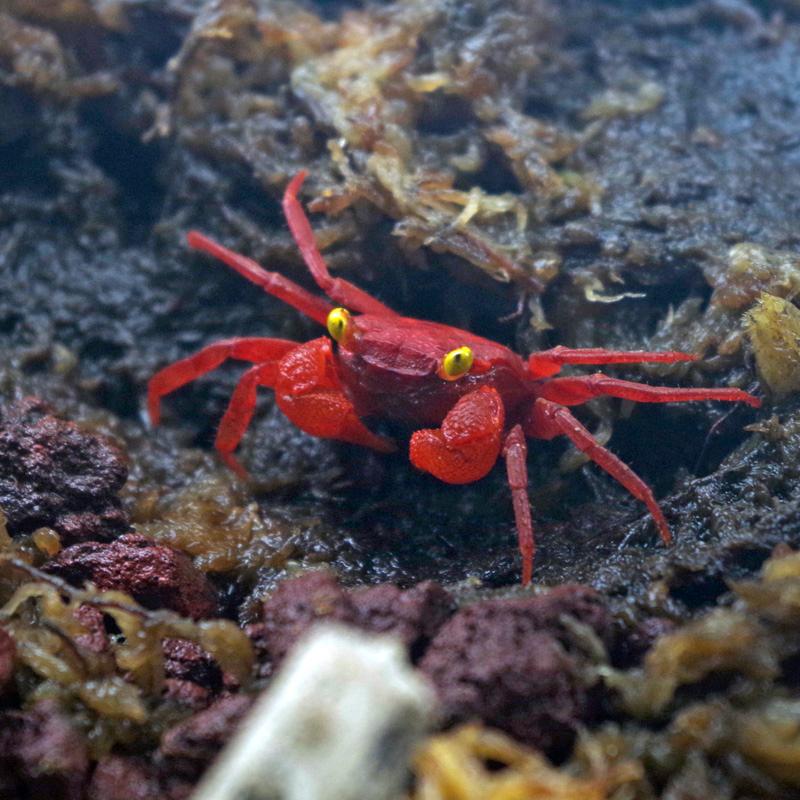 淡水カニ レッドルビーバンパイアクラブ 全長約２ ３cm 甲長約１cm １匹