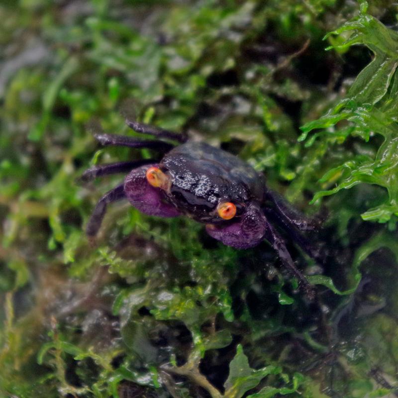 淡水カニ パープル バンパイアクラブ 全長約２ ３cm 甲長約１cm １匹 A19 5 熱帯魚通販のネオス 通販 Yahoo ショッピング
