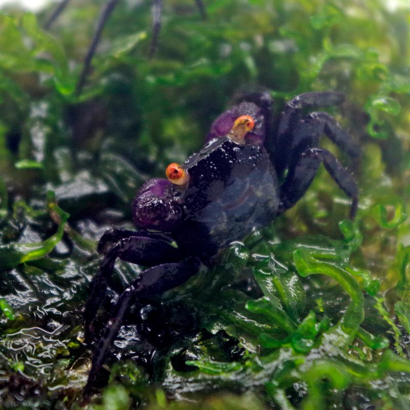 格安激安 淡水カニ ミックスバンパイアクラブ 全長約２ ３cm 甲長約１cm ５匹 Shipsctc Org