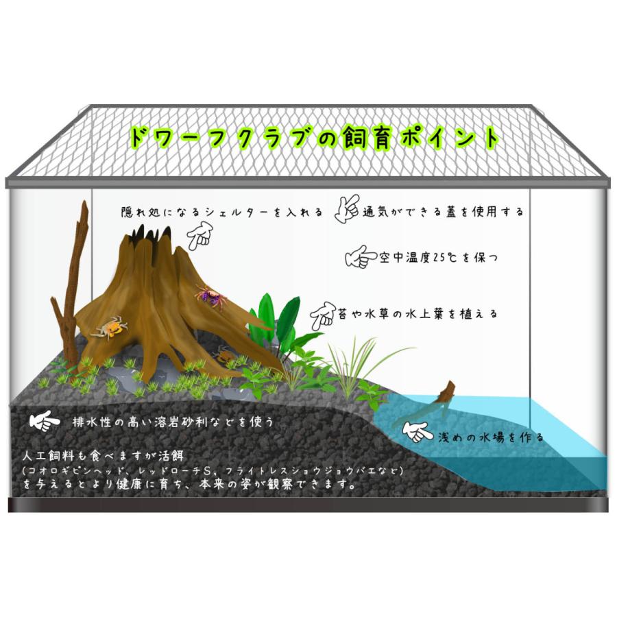 淡水カニ オレンジ バンパイアクラブ 全長約２ ３cm 甲長約１cm １匹 A19 7 熱帯魚通販のネオス 通販 Yahoo ショッピング