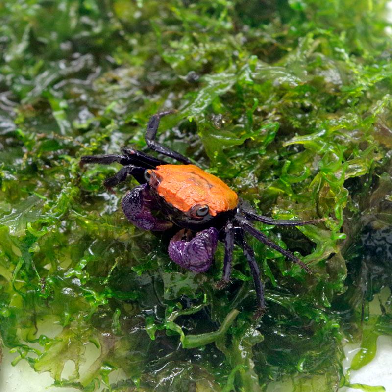 淡水カニ オレンジ バンパイアクラブ 全長約２ ３cm 甲長約１cm ３匹 22春夏新色