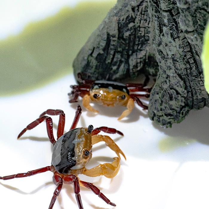 淡水カニ レインボー バンパイアクラブ 全長約２ ３cm 甲長約１cm １匹 A19 9 熱帯魚通販のネオス 通販 Yahoo ショッピング