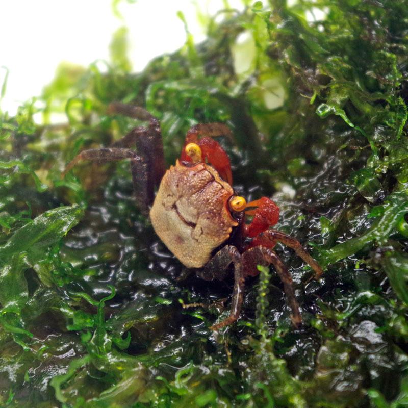 高級品市場 淡水カニ レッドデビルバンパイアクラブ 甲長約１cm １匹 全長