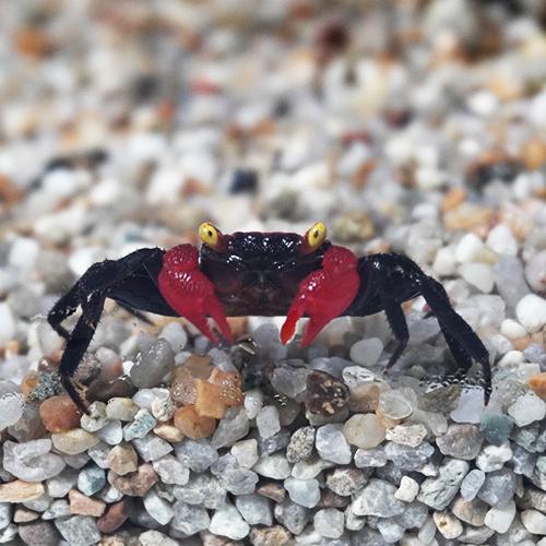 淡水カニ レッドデビルバンパイアクラブ 全長約２ ３cm 甲長約１cm １匹 A19 2613 1 熱帯魚通販のネオス 通販 Yahoo ショッピング