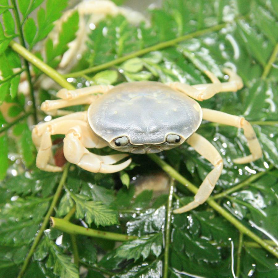 カニ)サワガニ ブルー 甲長3cm 1匹 : 熱帯魚通販のネオス - 通販