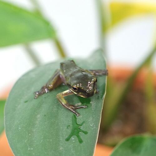(両生類)イエアメガエル　（約１.５cm）（１匹）【航空便不可】（Yahoo!・熱帯魚通販のネオス）