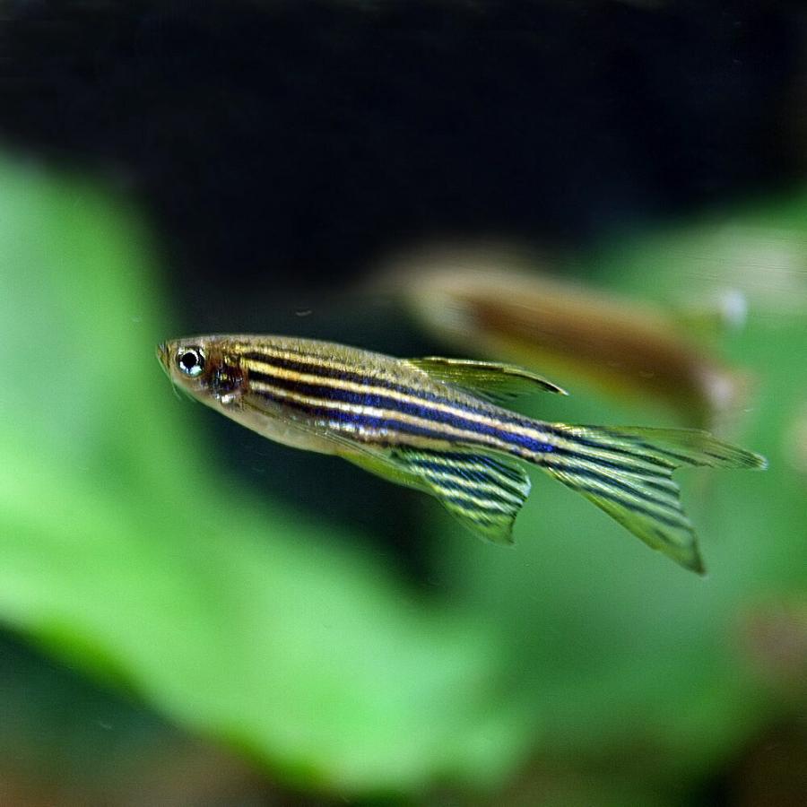 世界の人気ブランド 熱帯魚 ゼブラ ダニオ １０匹 北海道航空便要保温 Champagne Dissaux Brochot Com