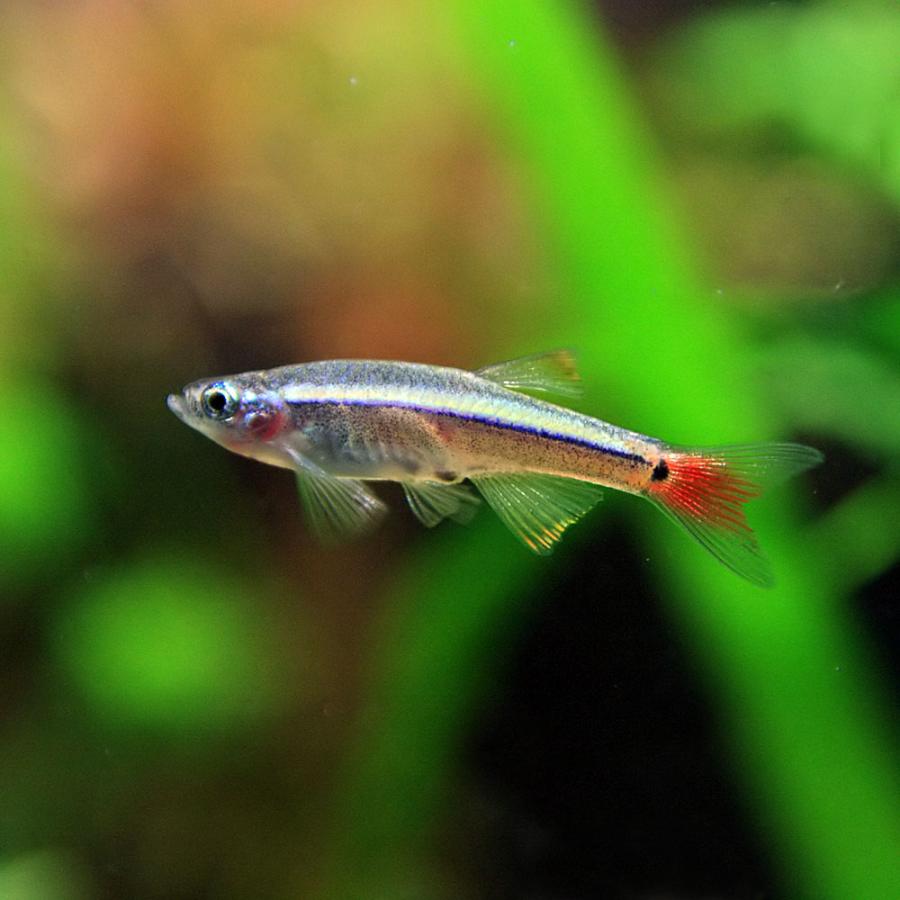 熱帯魚 ロングフィンアカヒレ 約2cm 3匹 1030 熱帯魚通販のネオス 通販 Yahoo ショッピング