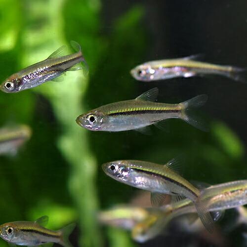 熱帯魚)キンセンラスボラ (約2cm)(4匹) : 熱帯魚通販のネオス
