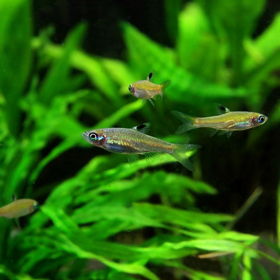 熱帯魚 ブルーアイラスボラ 約1 5 2cm 5匹 1090 熱帯魚通販のネオス 通販 Yahoo ショッピング