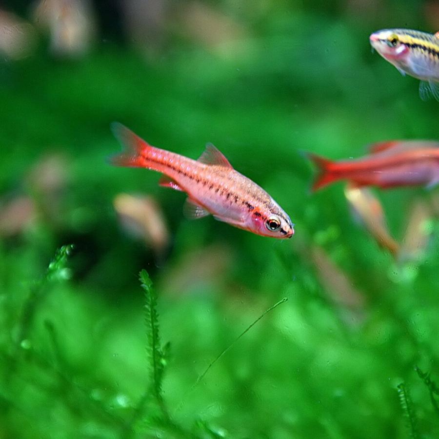 熱帯魚 チェリーバルブ 約1 5 2cm 5匹 ねったいぎょ 1100 熱帯魚通販のネオス 通販 Yahoo ショッピング