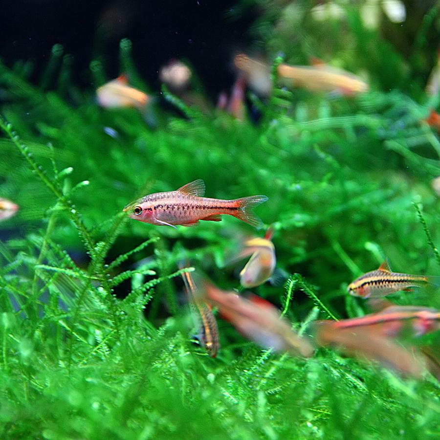熱帯魚 チェリーバルブ 約1 5 2cm 50匹 1100v2 熱帯魚通販のネオス 通販 Yahoo ショッピング