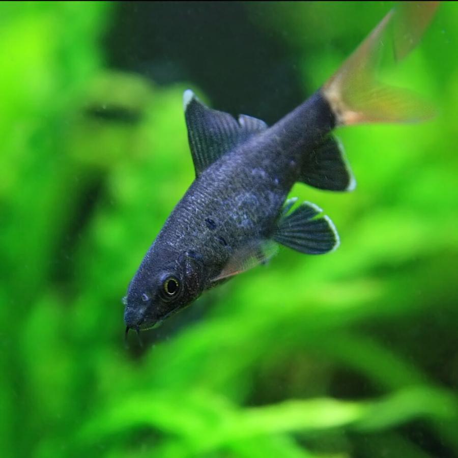 熱帯魚 レッドテールブラックシャーク 約3 4cm 3匹 1160 熱帯魚通販のネオス 通販 Yahoo ショッピング