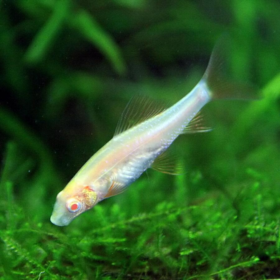 熱帯魚 アルビノレインボーシャーク 約4cm 3匹 1180 熱帯魚通販のネオス 通販 Yahoo ショッピング