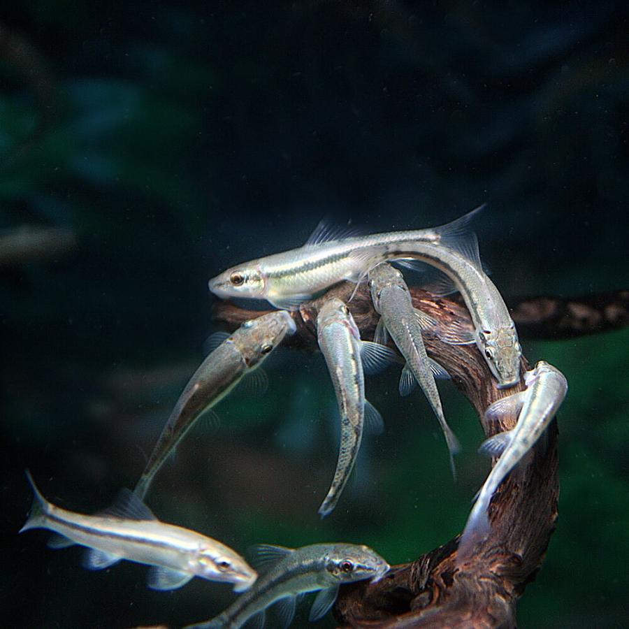 熱帯魚 アルジイーター 約4cm 3匹 1210 熱帯魚通販のネオス 通販 Yahoo ショッピング