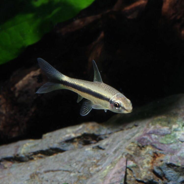 熱帯魚 サイアミーズフライングフォックス 約１ ５ ２cm 5匹 1610 熱帯魚通販のネオス 通販 Yahoo ショッピング