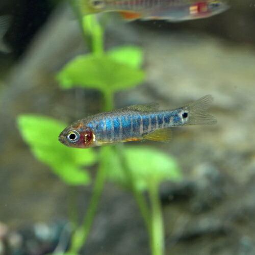熱帯魚 ミクロラスボラ エリスロミクロン 3ｃｍ 5匹 Majesticxpress Com
