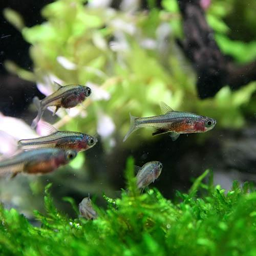 熱帯魚 ラスボラアクセルロディ ブルー 約2cm 3匹 4v1 熱帯魚通販のネオス 通販 Yahoo ショッピング