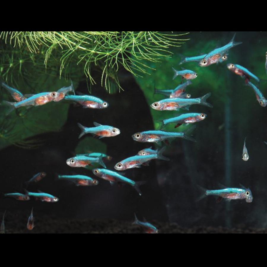 熱帯魚 ラスボラアクセルロディ ブルー 約2cm 3匹 4v1 熱帯魚通販のネオス 通販 Yahoo ショッピング