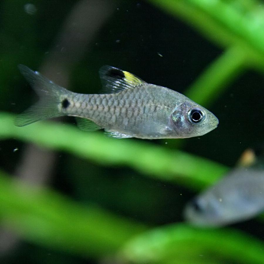 熱帯魚 ドレイプフィンバルブ 1匹 15 熱帯魚通販のネオス 通販 Yahoo ショッピング