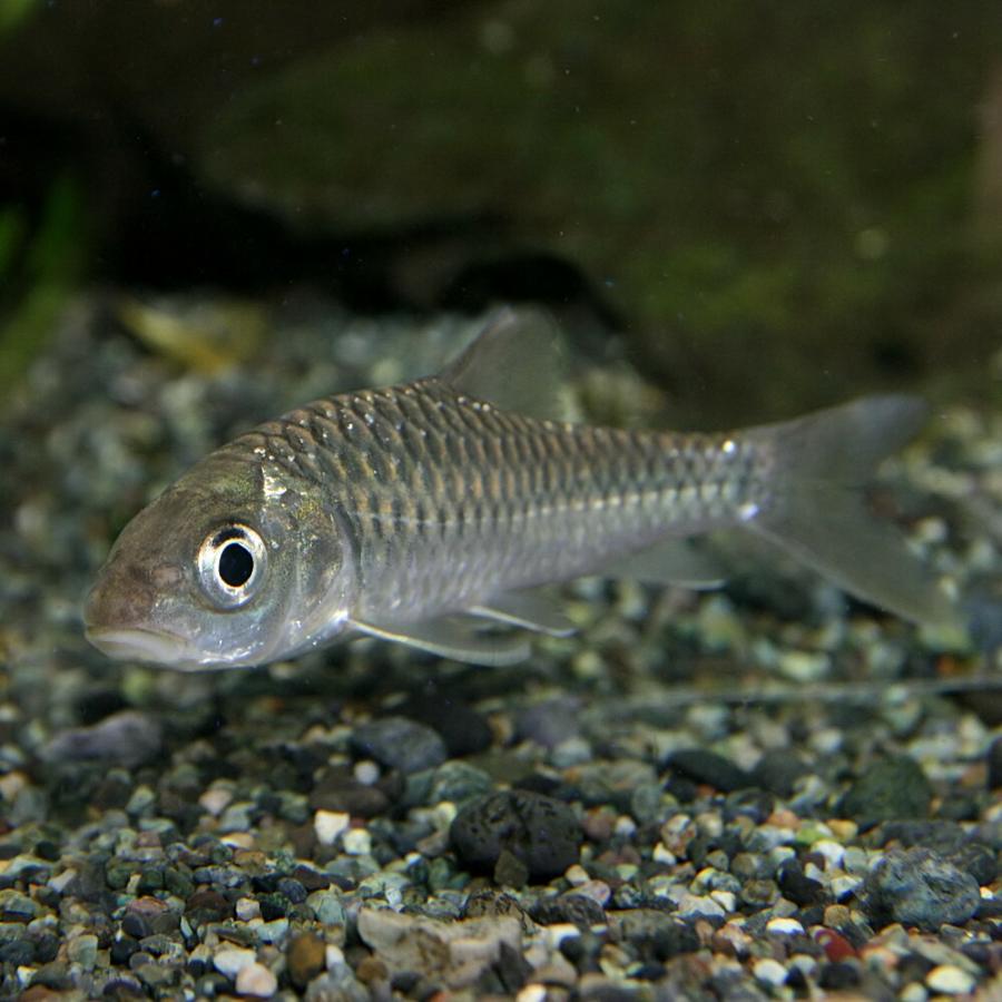 熱帯魚)アロワナカープ 約7cm 1匹 : 熱帯魚通販のネオス - 通販