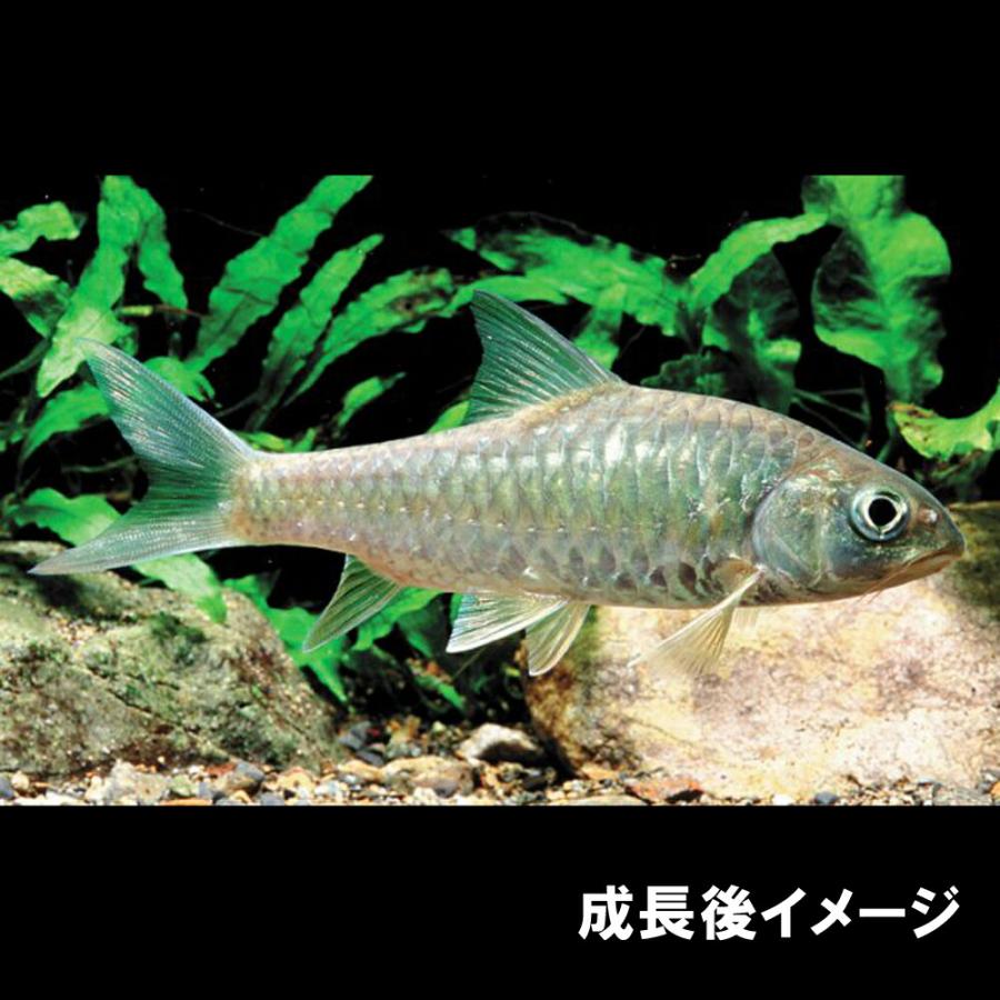 熱帯魚)アロワナカープ 約7cm 1匹 : 熱帯魚通販のネオス - 通販