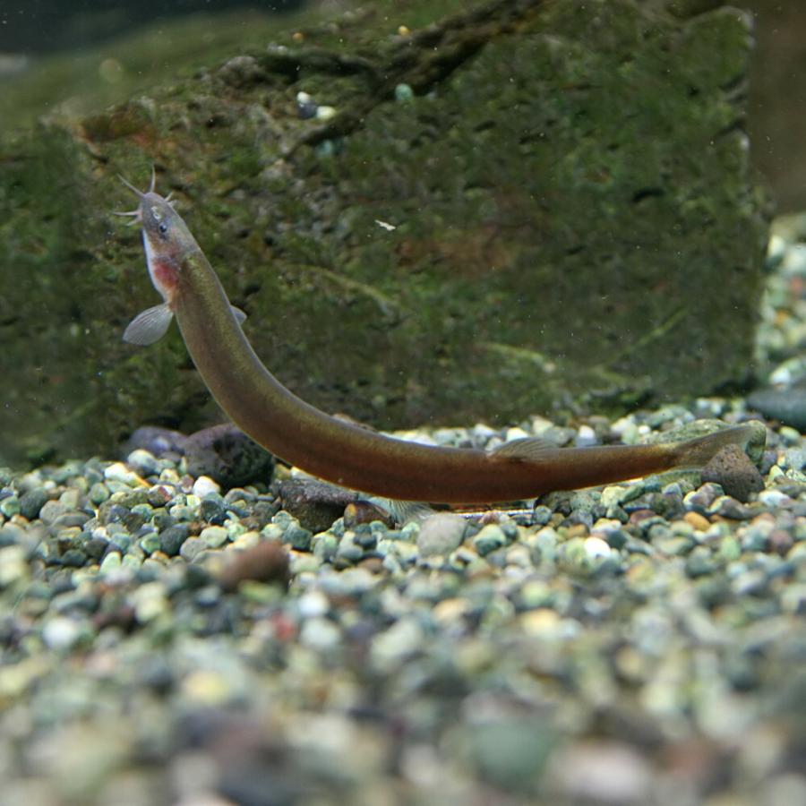 熱帯魚 ブラッククーリーローチ 約6cm 1匹 1 熱帯魚通販のネオス 通販 Yahoo ショッピング