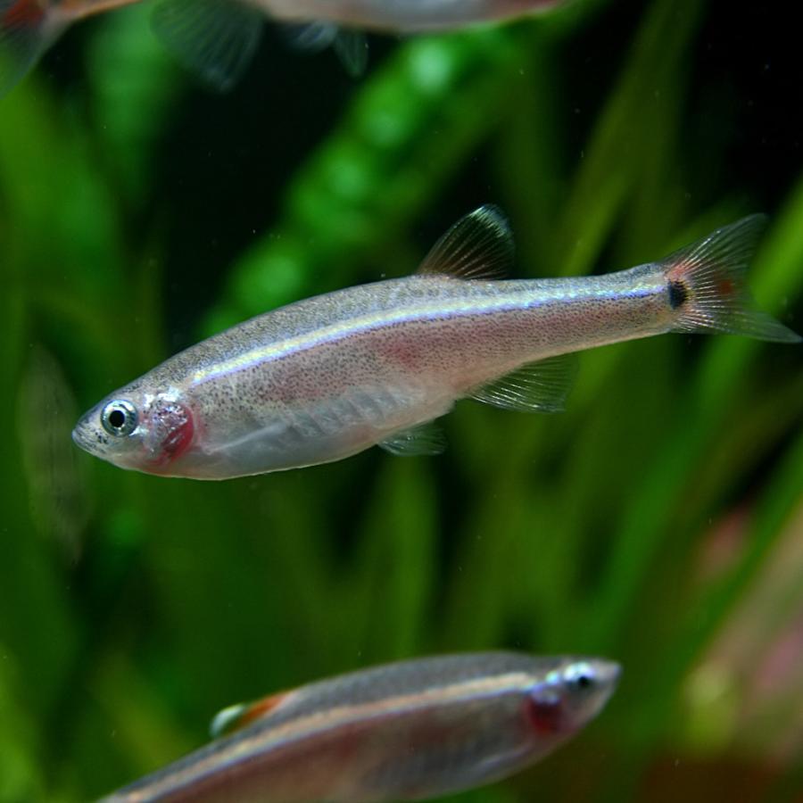 熱帯魚 アカヒレ Lサイズ 約3cm 100匹 Thegroves Sa Com