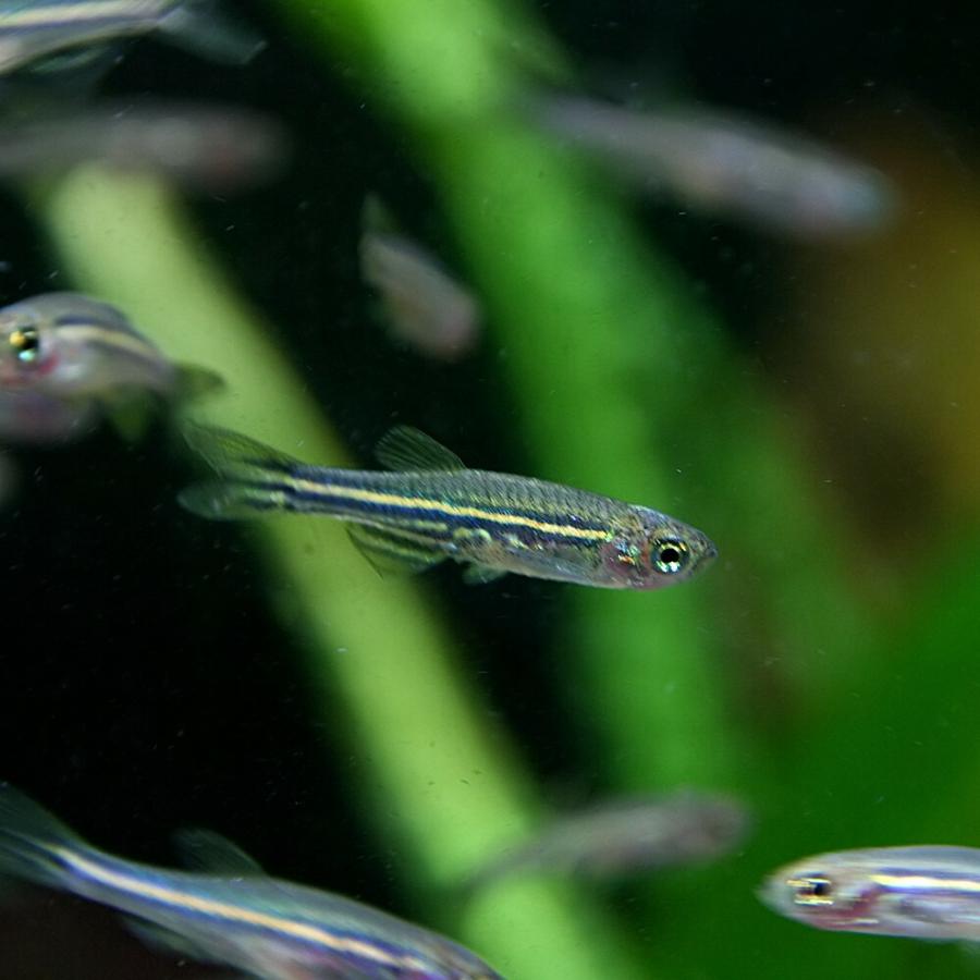熱帯魚 ゼブラダニオ レオパードダニオ ミックス Ssサイズ 約0 5 1cm 10匹 5 熱帯魚通販のネオス 通販 Yahoo ショッピング