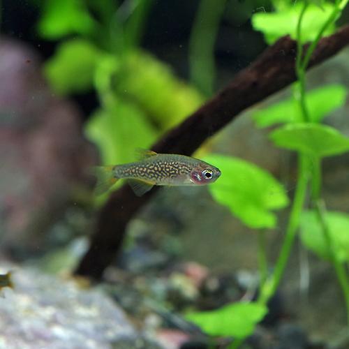 経典 熱帯魚 ミクロラスボラ ハナビ Hanabi 約1 5cm 10匹 Aynaelda Com