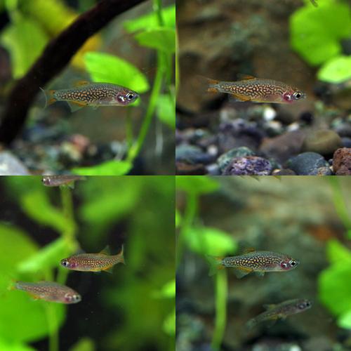 経典 熱帯魚 ミクロラスボラ ハナビ Hanabi 約1 5cm 10匹 Aynaelda Com