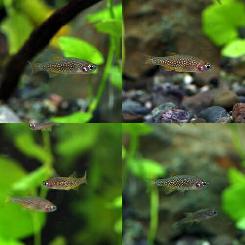 (熱帯魚)ミクロラスボラ　ハナビ　HANABI （約１.５cm）（１０匹）｜fish-y｜03