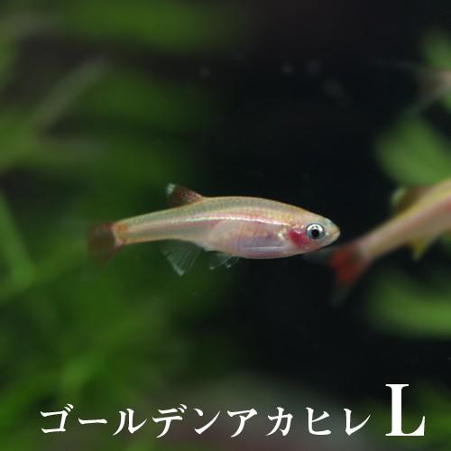 熱帯魚 ゴールデンアカヒレｌ 約2 3cm 100匹 最大74 オフ