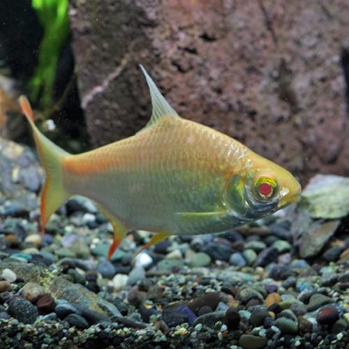 熱帯魚)アルビノレッドフィンバルブ 約4-5cm 1匹 : 熱帯魚通販の