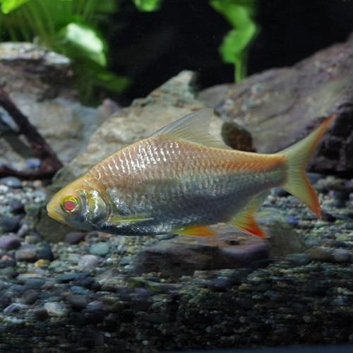 アルビノレッドフィンバルブ 淡水魚】【通販】ショートボディ アルビノレッドフィンバルブ【1匹