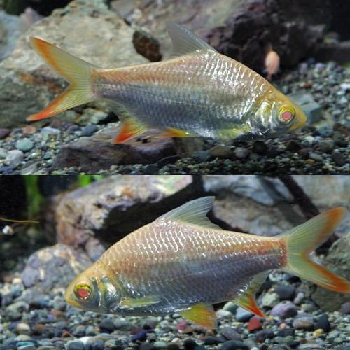 売約済　アルビノプラチナレッドフィンバルブ約10~12cm  熱帯魚 熱帯魚)アルビノレッドフィンバルブ 約4-5cm 1匹 : 熱帯魚通販の
