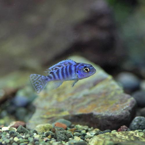(熱帯魚)ゴールデンゼブラシクリッド　約2-3cm　4匹｜fish-y｜04