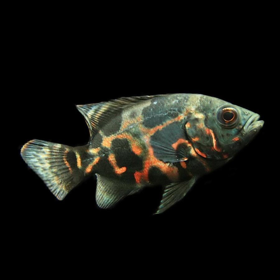 熱帯魚 オスカー4種類