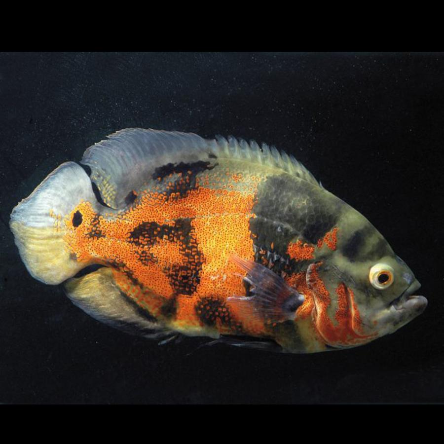 熱帯魚 オスカー4種類