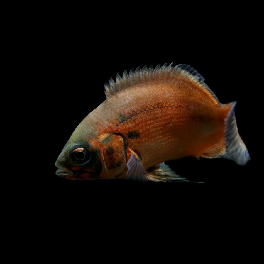 熱帯魚 Web限定 レッドオスカー 1匹 約4cm