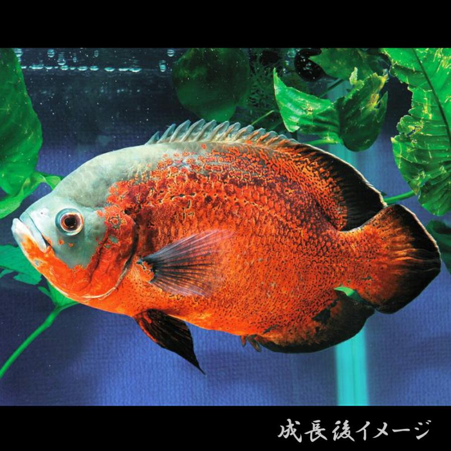 熱帯魚 Web限定 レッドオスカー 1匹 約4cm