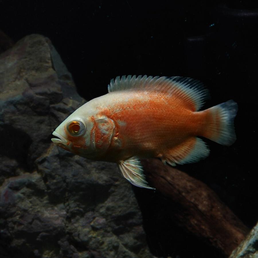 熱帯魚)アルビノレッドオスカー 約4cm 1匹 （ねったいぎょ） : 熱帯魚 