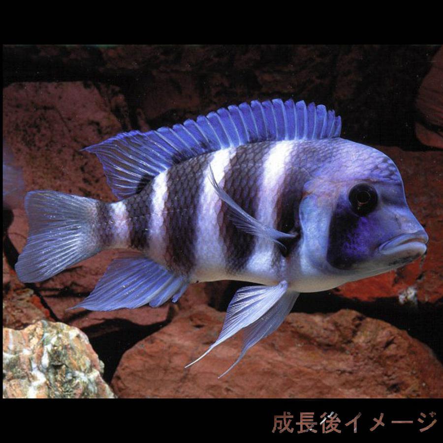 (熱帯魚)キフォテラピア　フロントーサ　ブルンディー　約３cm　1匹｜fish-y｜03