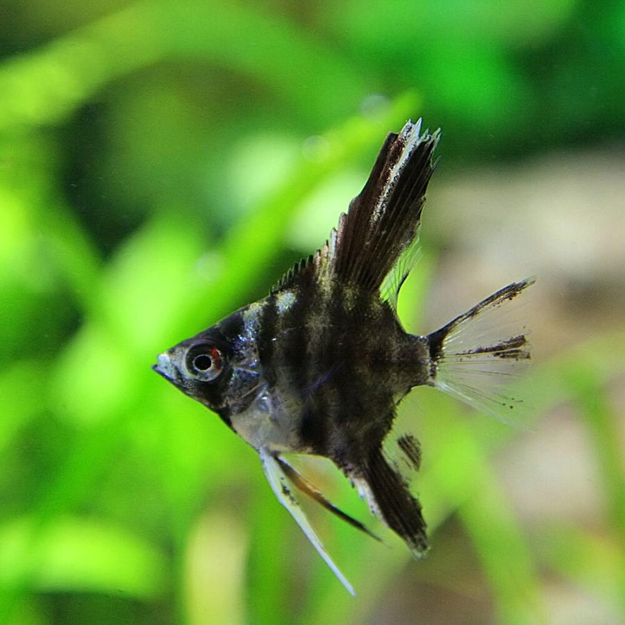 熱帯魚)国産 ミックスエンゼルフィッシュ 約1.5-3cm 5匹 : 熱帯魚通販