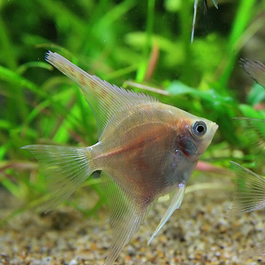 熱帯魚)国産 ミックスエンゼルフィッシュ 約1.5-3cm 5匹 : 熱帯魚通販