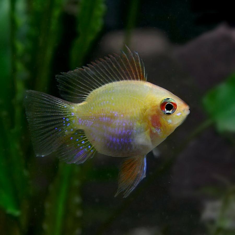 熱帯魚 ゴールデンバルーンラミレジィ 約2 5 3cm 1匹 A3 1390 熱帯魚通販のネオス 通販 Yahoo ショッピング